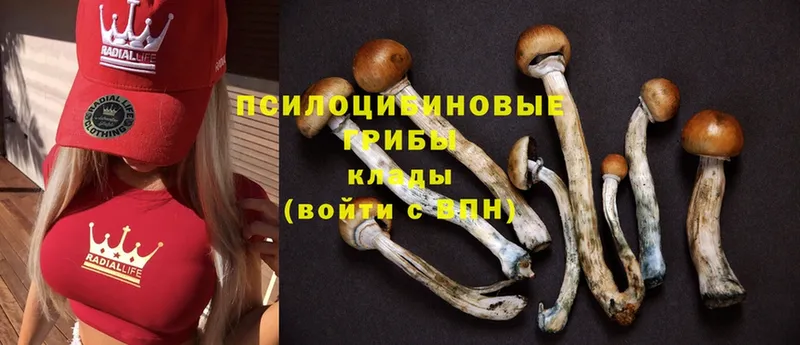 Галлюциногенные грибы Psilocybe  МЕГА ссылки  Кандалакша 